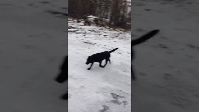 Чёрный лабрадор 3,5 месяца на прогулке зимой смотреть онлайн