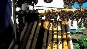 Матки-помощницы, борьба с роением, вывожу маток, притеняю ульи, аскосфероз  и ...