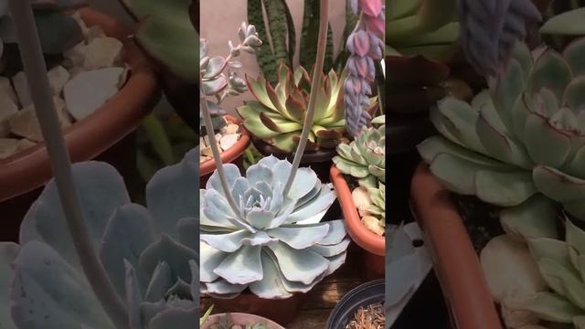 Echeveria blue heron