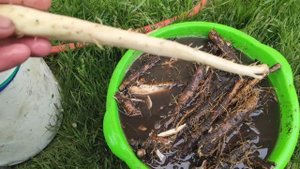 ЛОПУХ. ЗАГОТОВКА КОРНЯ ЛОПУХА ДЛЯ ЛЕЧЕБНЫХ ЦЕЛЕЙ.