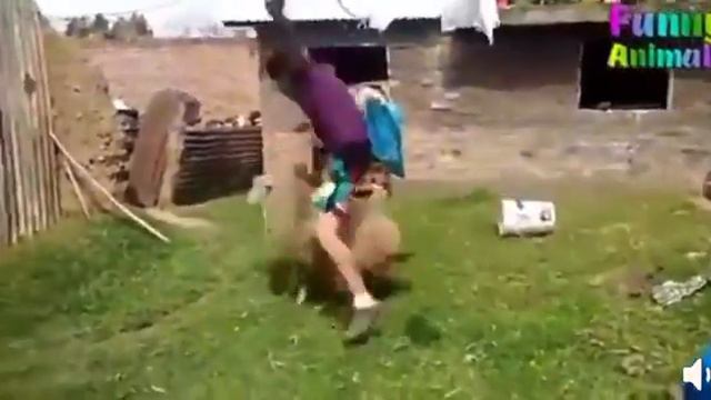 прикольные животные. смотреть онлайн