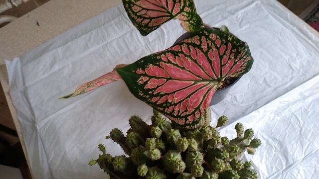 Молочай - соленые грунты и морской песок. смотреть онлайн