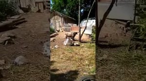 Бой баранов