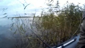 Селезян. Клев как из пулемета, да пулемет забыли!!!