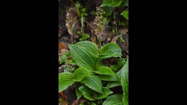 МЯКОТНИЦА (MALAXIS) сем. Орхидные смотреть онлайн