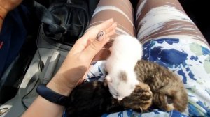 Нашли новорожденных котят