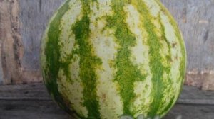 Маринованный арбуз быстрого приготовления