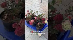 Питомник-Гортензий.рф на Вднх ул.1я Останкинская д.55 ТЦ РМ