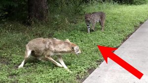 ВОЛК сразился в ожесточённой схватке с РЫСЬЮ. Кто одержал победу?