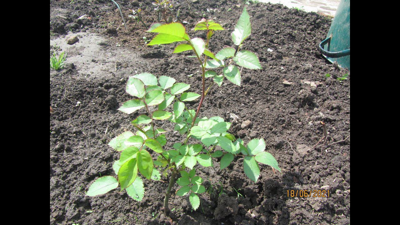 Результативное черенкование в открытый грунт. Часть 2. Итоги зимовки. смотреть онлайн