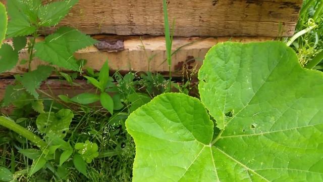 Тыква цукатная и мускатная прованская на высокой грядке✔13.07.2018 смотреть онлайн
