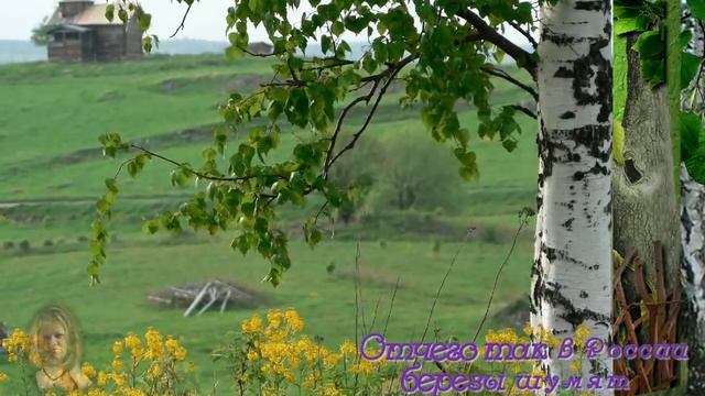 Отчего так  в России березы шумят