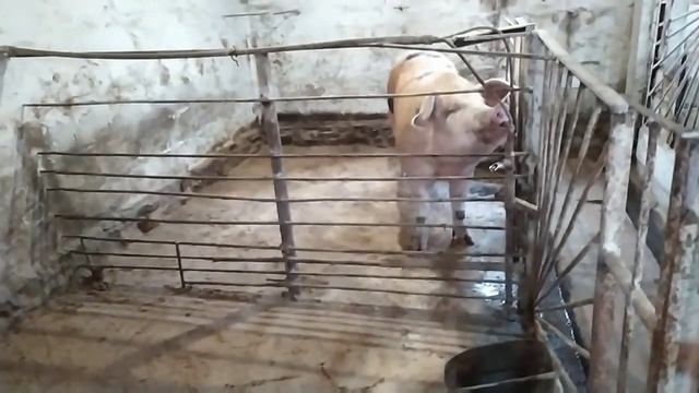 Запах Аммиака в Сарае, Свинарнике // Как Устранить//Мой Способ//