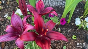 Lilies | Day Lily | Gladiolus | Calla lily | Pansy | Begonia