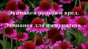 Эхинацея польза и вред. Эхинацея для иммунитета