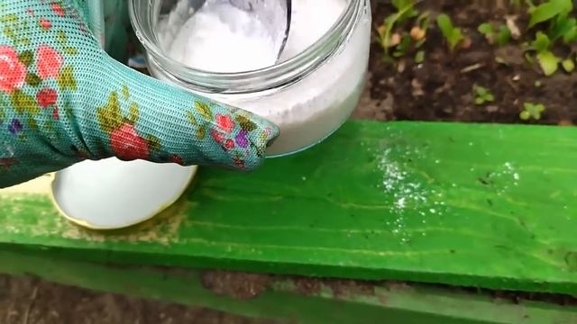 Смажьте ЭТИМ огурцы - и они будут плодоносить до октября