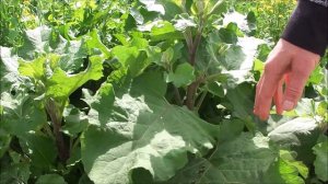 7 лекарственных растений, которые желательно иметь дома