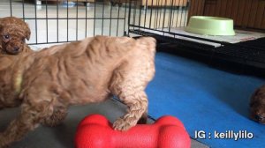 Milky, anak anjing red toy poodle paling lucu