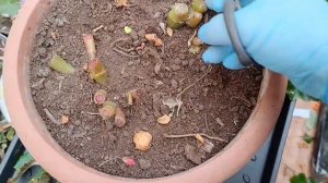 КАКУЮ БЕГОНИЮ СТОИТ ОБРЕЗАТЬ? И КАКУЮ БЕГОНИЮ МЫ НЕ ОБРЕЗАЕМ ПЕРЕД ЗИМОВКОЙ!