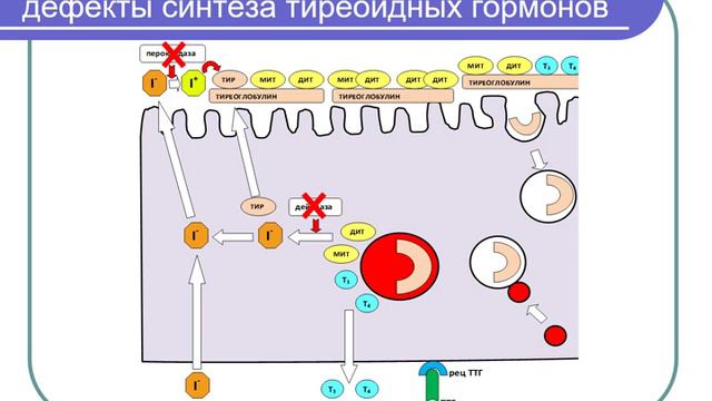 Патологическая физиология  эндокринной системы