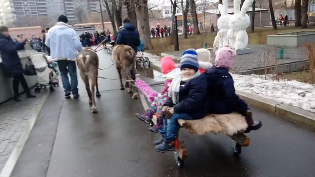 Катание на северных оленях, аренда| 8(965)380-13-11 Москва смотреть онлайн