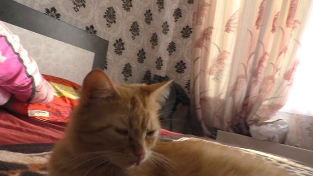 Смешная кошка Ласка забыла спрятать язык)