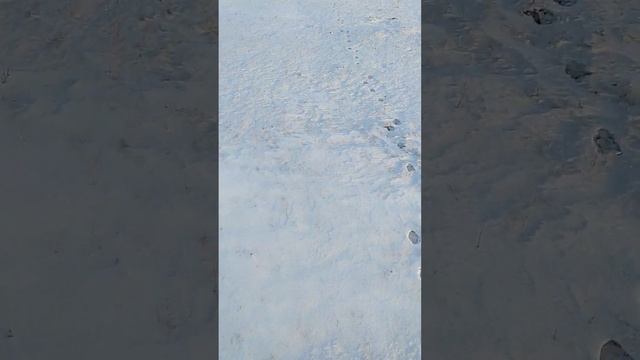 Идём по следу с гончей. смотреть онлайн