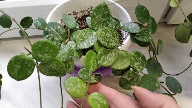 Хойя Матильда и Матильда сплеш смотреть онлайн