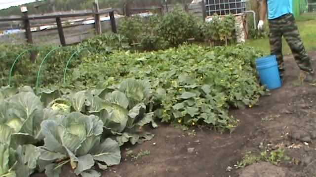 Рецепт засолки огурцов от Юрия 24. смотреть онлайн