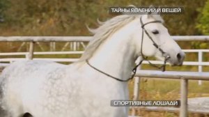 Центр репродукции лошадей "Хартли Хорс Хаус"