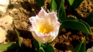 МУСКАРИ*ТЮЛЬПАНЫ*МАЙСКОЕ ЦВЕТЕНИЕ САДА