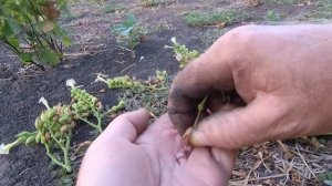 сбор семян табака