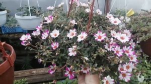 Портулак ампельный. Малиновая и персиковая звезда.