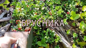 Сбор брусники. Ягода брусника. За ягодами: путешествие в мир дикой природы