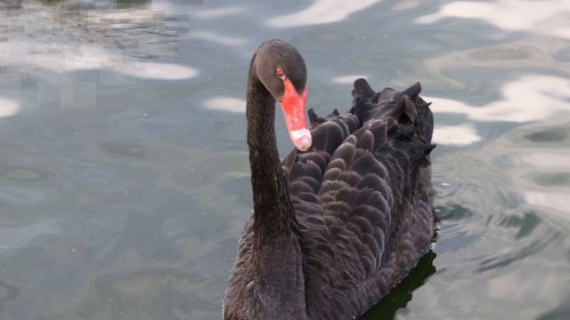 2022 год Запела осень за окном. .mp4 смотреть онлайн