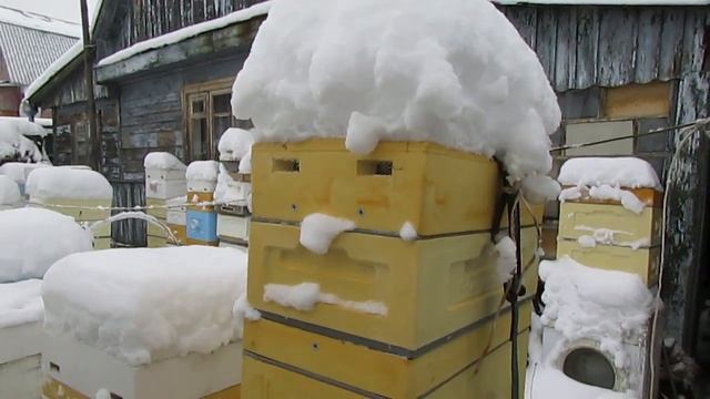 пчелы в декабре - часть 6 - вариант улья , 6 рамочный биненхаус, 2 корпуса на дадановскую рамку смотреть онлайн