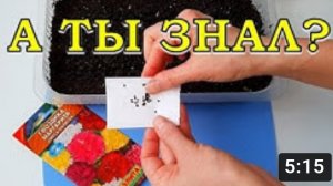 Эти ЦВЕТЫ сеем на рассаду в АПРЕЛЕ???