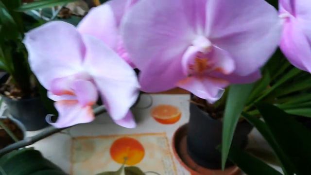 ТАЙСУКО ДЖАСПЕР И ЭЛЕГАНТНАЯ РОЗА😍😍😍✌️😎❣️ смотреть онлайн