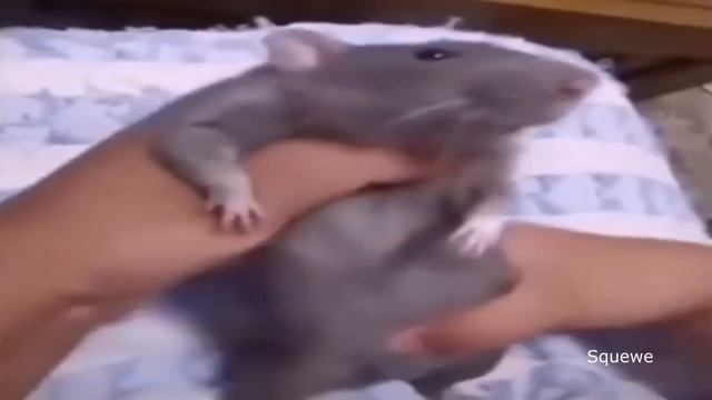 Top 5 rats (reupload) смотреть онлайн