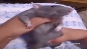 Top 5 rats (reupload)