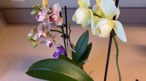 Новая орхидея ПЕЛОРИК