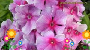 Флокс метельчатый Виринея. Краткий обзор, описание характеристик phlox paniculata Virineia