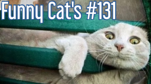Смешные коты #131
