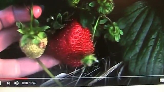 Земляника садовая крупноплодная среднего срока созревания часть -3 //Секреты хороших урожаев.
