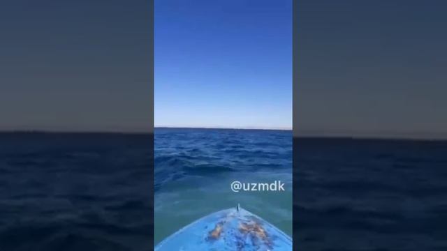 Аральское море возвращается