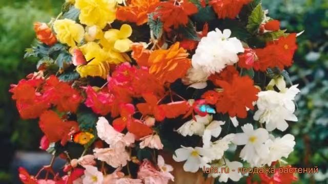 Бегония ампельная Смесь ? ампельная бегония Смесь обзор: как сажать, семена бегонии Смесь