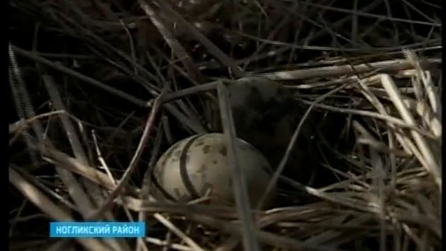 Сбор диких яиц на севере Сахалина смотреть онлайн