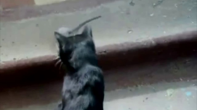 Кот против крысы 