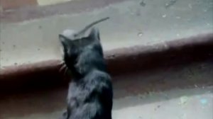 Кот против крысы