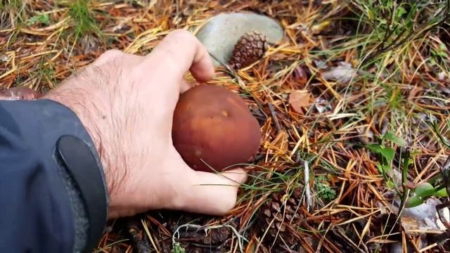 Boletus edulis / pinicola (onddoa, porcini, calabaza) смотреть онлайн